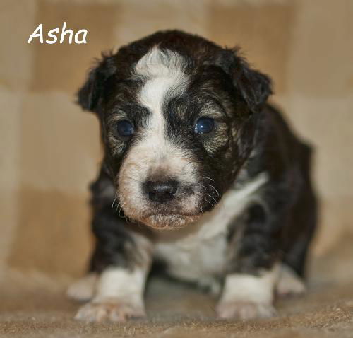 Asha