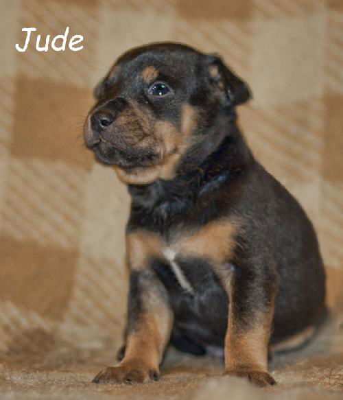 Jude