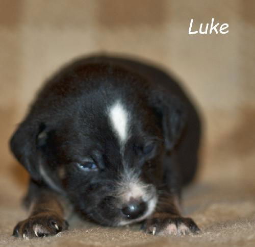 Luke