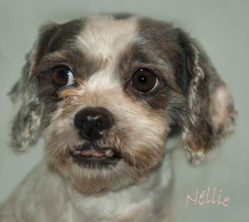 Nellie