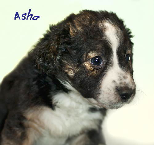 Asha