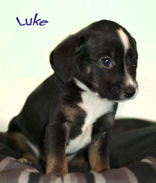 Luke
