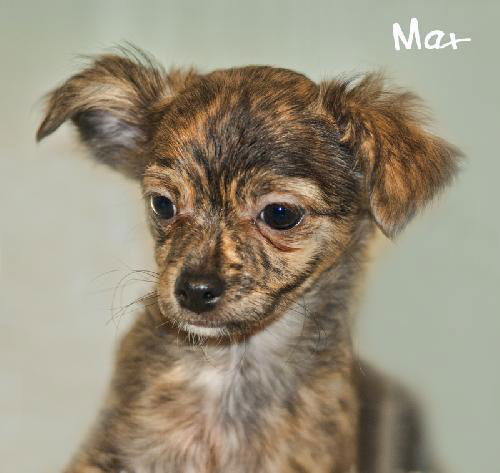 Max
