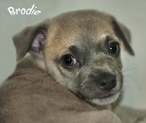 Brodie