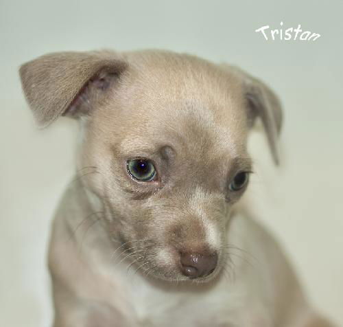 Tristan