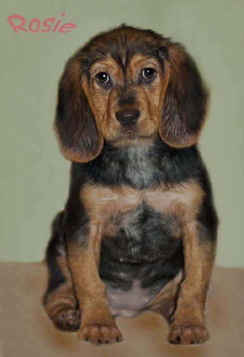 Rosie