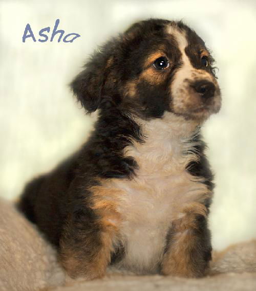 Asha