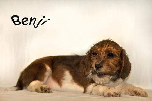 Benji