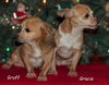 Gracie & Gruff
