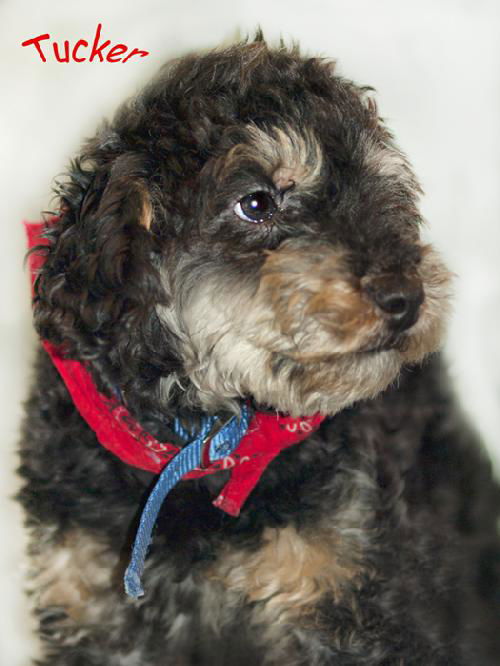 Tucker