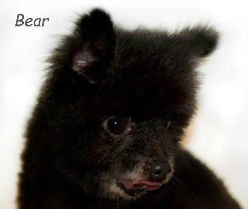 Bear