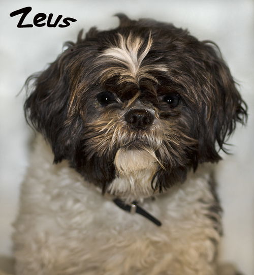 Zeus