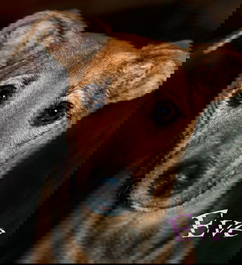 Eve