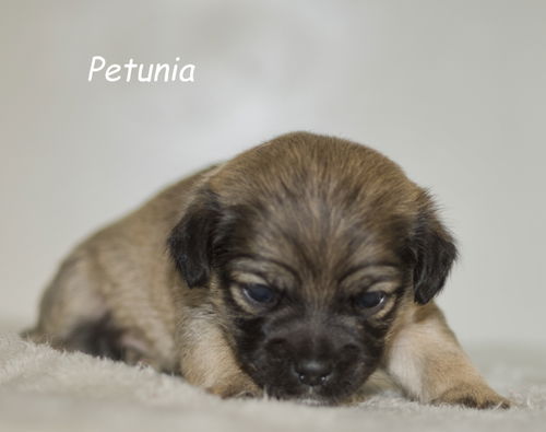 Petunia