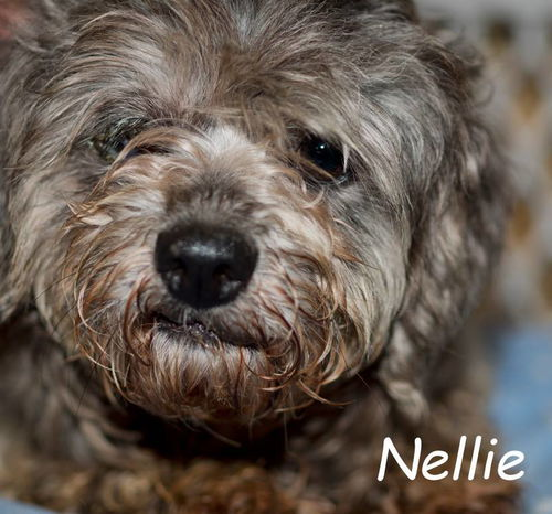 Nellie