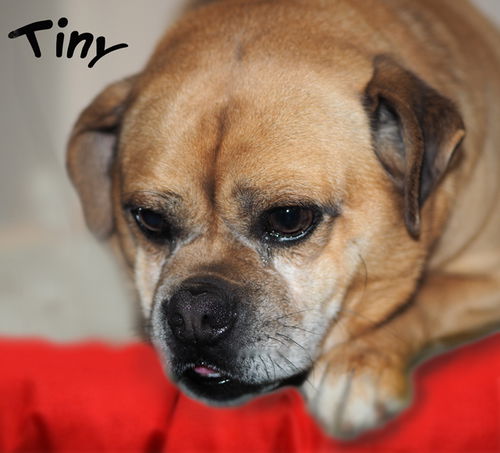 Tiny