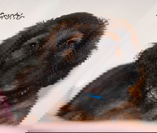 Gretta