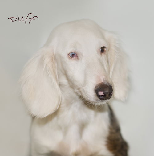 Duff