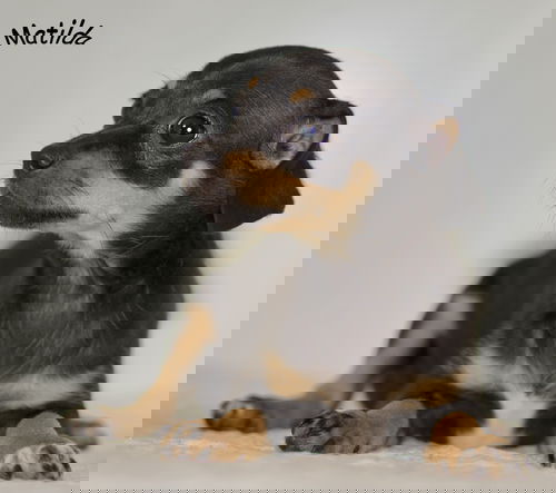 Matilda