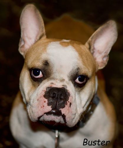 Buster