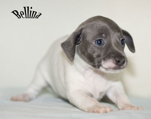 Bellina