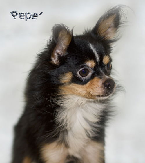 PePe