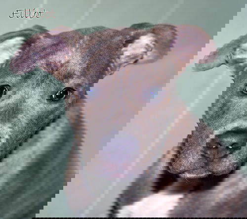 Elliot