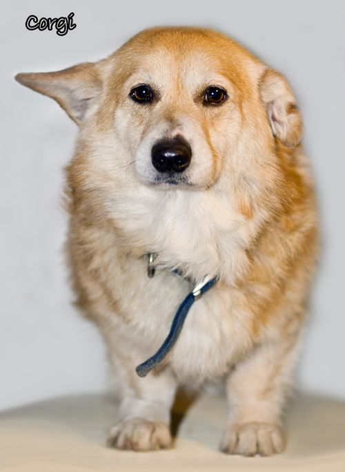Corgi