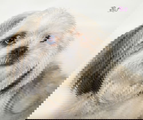 Bo