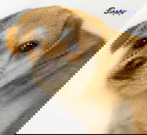 Boopy