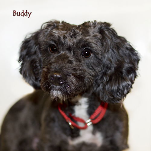 Buddy