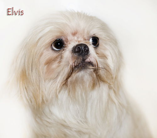Elvis