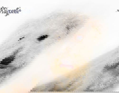 Murphie