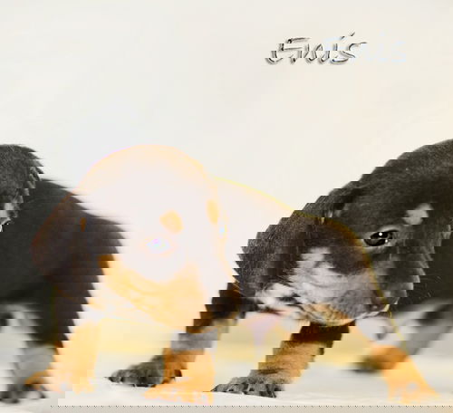 Enis