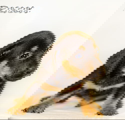 Roscoe
