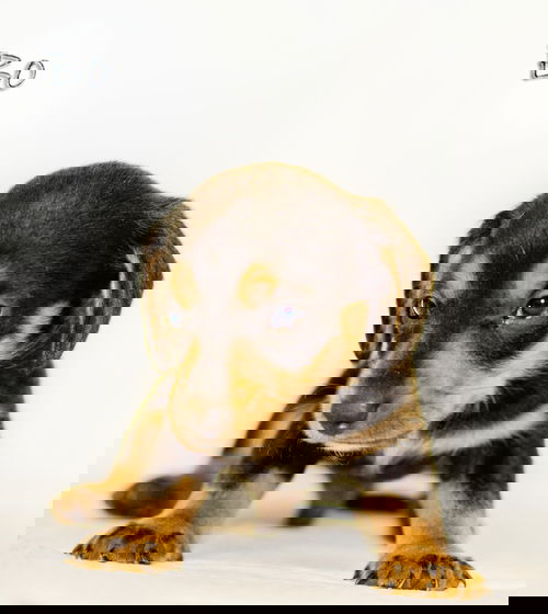 Bo