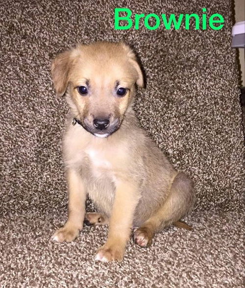 Brownie