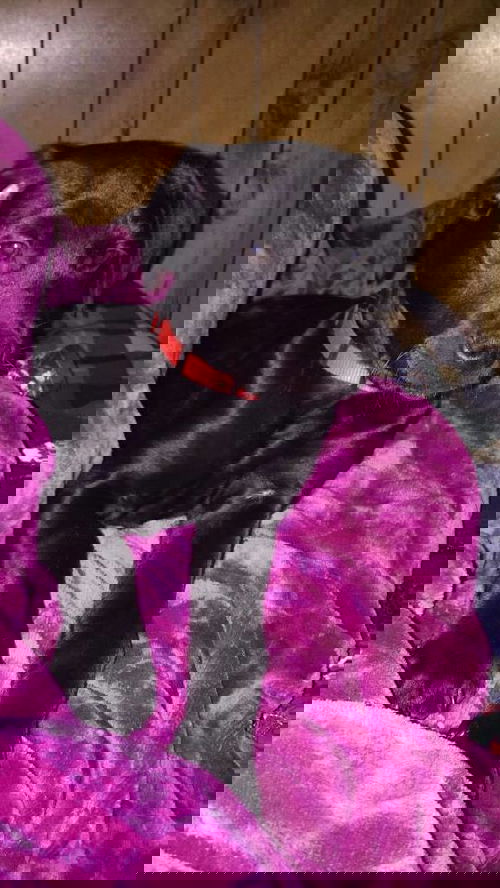 Blackie