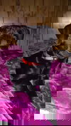 Blackie