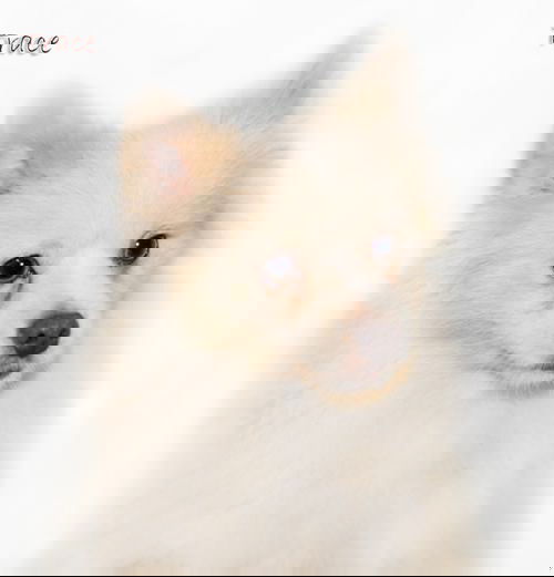 Trace