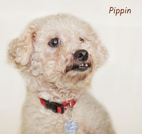 Pippin