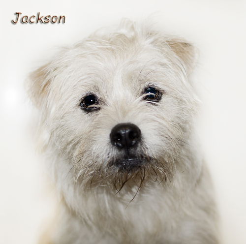 Jackson