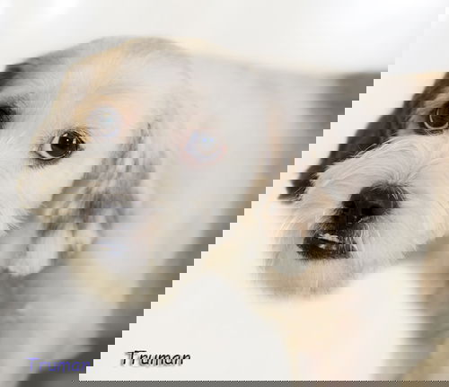 Truman