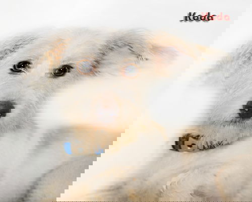 Koda