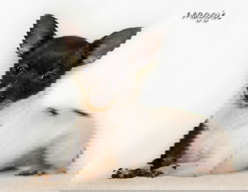 Maggie