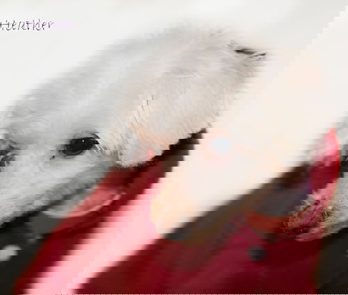 Heather