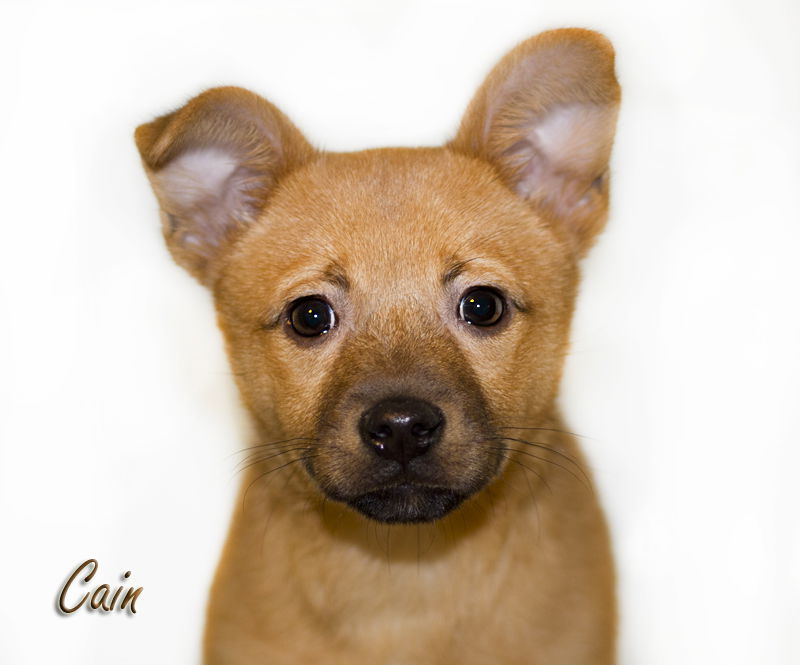 Pomeranian bull terrier sales mix