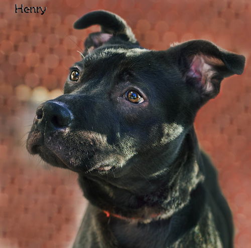 Henry