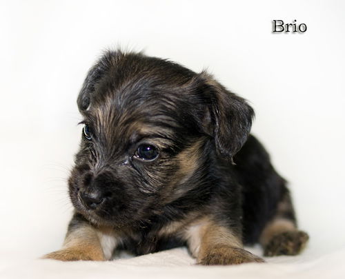 Brio