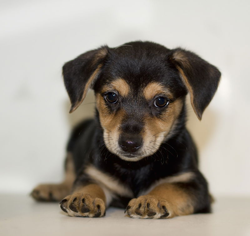 Yorkie dachshund best sale chihuahua mix